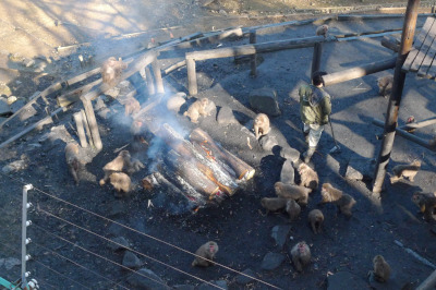 日本モンキーパーク たき火にあたるサルたち